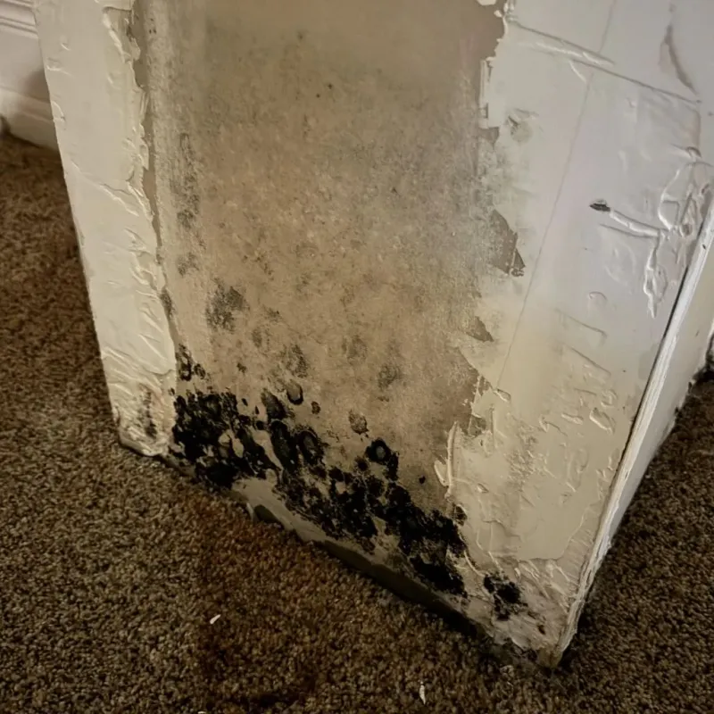 Professional Mold Removal in Canterwood, WA